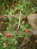 Ալոճենի-Боярышник-Hawthorn