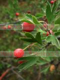 Ալոճենի-Боярышник-Hawthorn