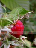 Ազնվամորի (aznvamori) - Малина - Rubus idaeus L.
