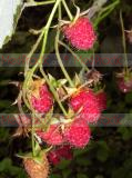 Ազնվամորի (aznvamori) - Малина - Rubus idaeus L.