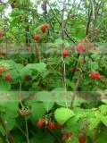 Ազնվամորի (aznvamori) - Малина - Rubus idaeus L.