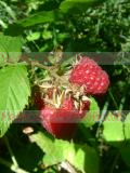 Ազնվամորի (aznvamori) - Малина - Rubus idaeus L.