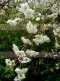 Բալ- Вишня- Cherry