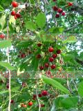 Բալ- Вишня- Cherry