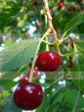 Բալ- Вишня- Cherry