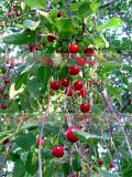 Բալ- Вишня- Cherry