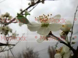 Բալ- Вишня- Cherry