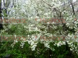 Բալ- Вишня- Cherry