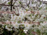 Բալ- Вишня- Cherry