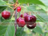 Բալ- Вишня- Cherry