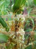Գաղձ - Повилика- Cuscuta L.
