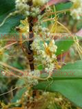 Գաղձ - Повилика- Cuscuta L.