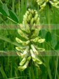 Գազ մանրագլխիկ - Астрагал мелкоголовчатый- Astragalus microcephalus Wild.