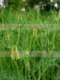 Գազ մանրագլխիկ - Астрагал мелкоголовчатый- Astragalus microcephalus Wild.