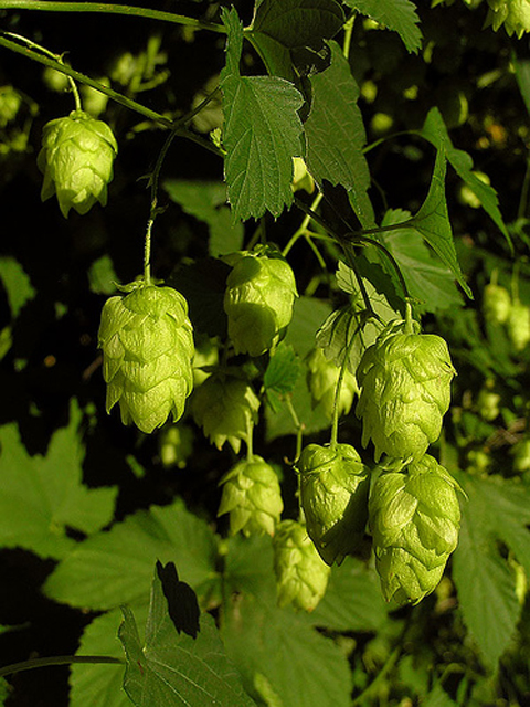 Գայլուկ սովորական - Хмель обыкновенный - Humulus lupulus L.