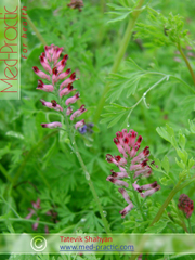 Дымянка лекарственная Fumaria officinalis L.