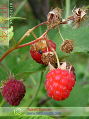 Ազնվամորի (azmvamori) - Малина - Rubus idaeus L. - Տաթևիկ Շահյան