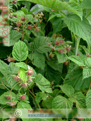 Ազնվամորի (azmvamori) - Малина - Rubus idaeus L. - Տաթևիկ Շահյան