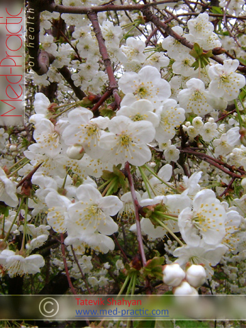 Вишня- Cherry_med-practic.com