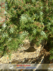 Գիհի - Можжевельник - Juniperus L._Տաթևիկ Շահյան