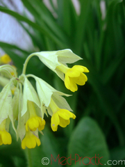 Գնարբուկ - Первоцвет- Primula L.