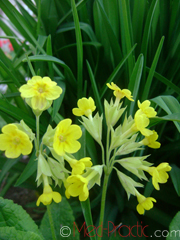 Գնարբուկ - Первоцвет- Primula L.