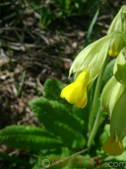 Գնարբուկ - Первоцвет- Primula L.