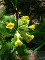 Գնարբուկ - Первоцвет- Primula L.