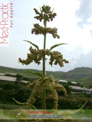 Եղինջ երկտուն (eghinj) - Крапива двудомная - Urtica dioica L._Տաթևիկ Շահյան