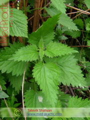 Եղինջ երկտուն - Крапива двудомная - Urtica dioica L._Տաթևիկ Շահյան