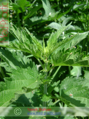 Եղինջ երկտուն - Крапива двудомная - Urtica dioica L._Տաթևիկ Շահյան