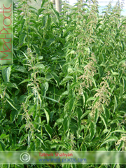 Եղինջ երկտուն (eghinj) - Крапива двудомная - Urtica dioica L._Տաթևիկ Շահյան