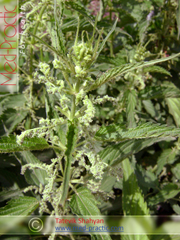 Եղինջ երկտուն (eghinj) - Крапива двудомная - Urtica dioica L._Տաթևիկ Շահյան