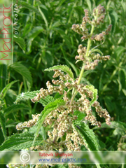 Եղինջ երկտուն (eghinj) - Крапива двудомная - Urtica dioica L._Տաթևիկ Շահյան