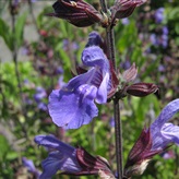 Եղեսպակ դեղատու - Шалфей лекарственный - Salvia officinalis