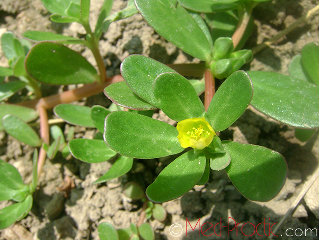 Դանդուռ բանջարանոցային - Портулак огородный - Portulaca oleracea