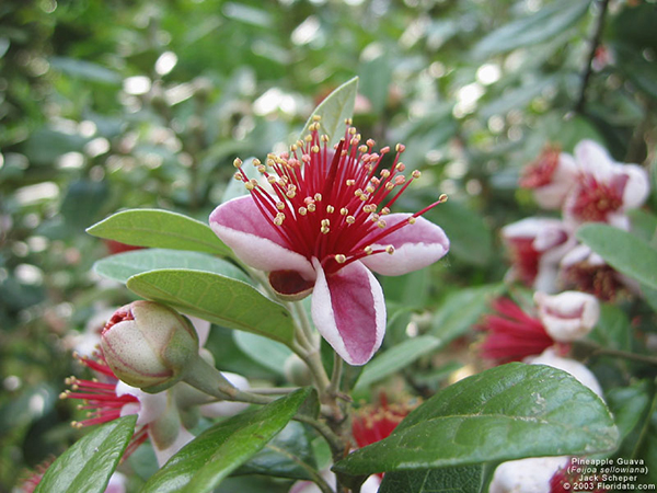 Ֆեյխոա - Фейхоа - Feijoa