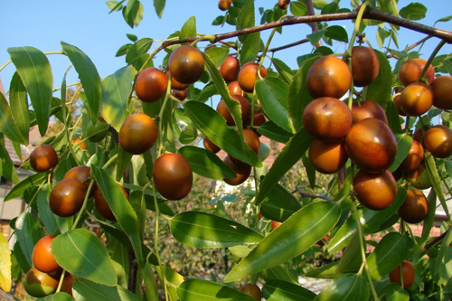 Ունաբի - Унаби (зизифус или китайский финик)- Ziziphus jujuba, Ziziphus sinensis