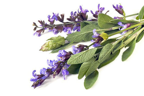 Եղեսպակ դեղատու - Шалфей лекарственный - Salvia officinalis