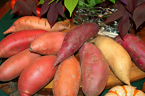Բատատ - Сладкий картофель, батат - Ipomoea batatas